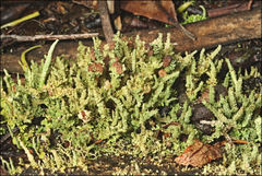 Cladonia ramulosa