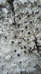 Lecanoromycetes