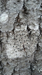 Lecanoromycetes