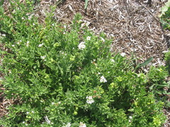 Tournefortia sibirica