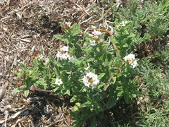 Tournefortia sibirica