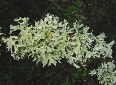 Ramalina glaucescens