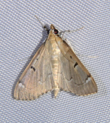 Protonoceras eucosma