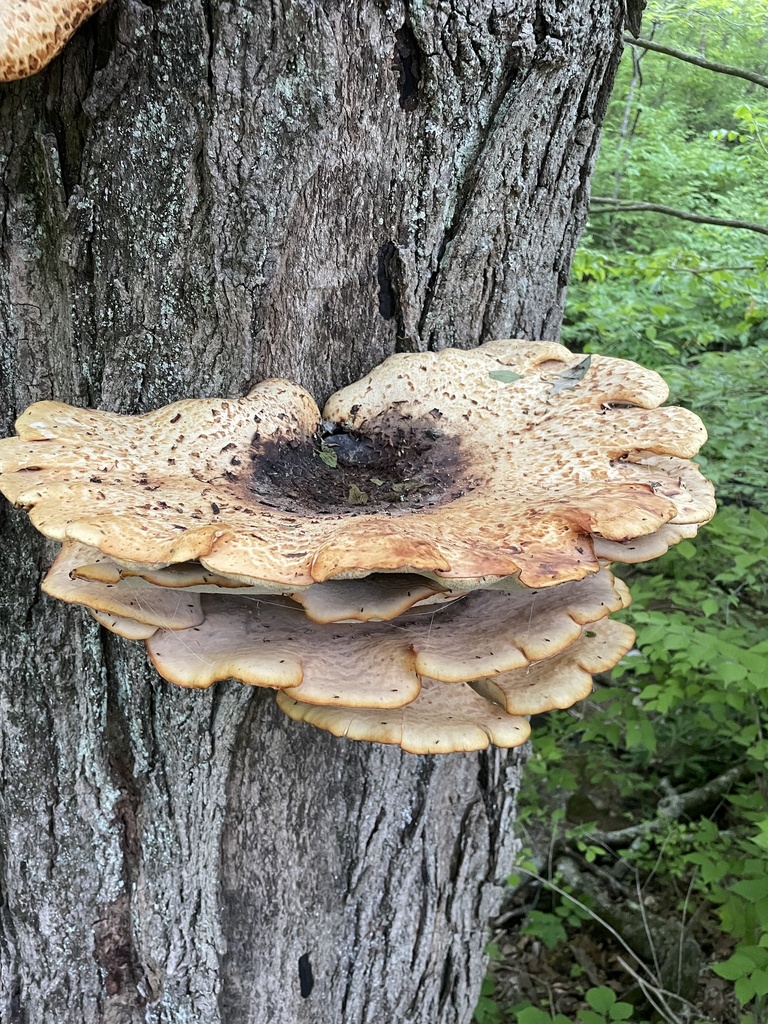 Dryad's Saddle · May 2026 · photo: Photo: no rights reserved · iNaturalist