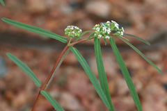 Euphorbia bifida