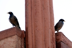 Acridotheres tristis