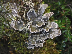 Sticta limbata