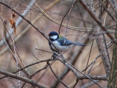 Parus minor