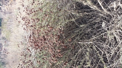 Baccharis salicifolia