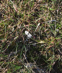 Lomatium linearifolium