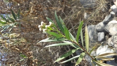Baccharis salicifolia