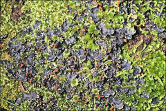 Peltigera dolichorhiza