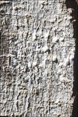 Pertusaria pertractata