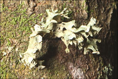 Ramalina inflata