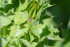 Rhinocyllus