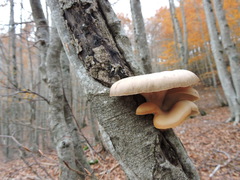 Pleurotus cornucopiae