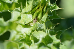 Rhinocyllus