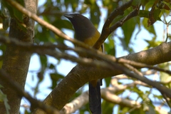 Dendrocitta vagabunda
