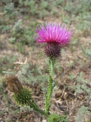 Carduus hamulosus