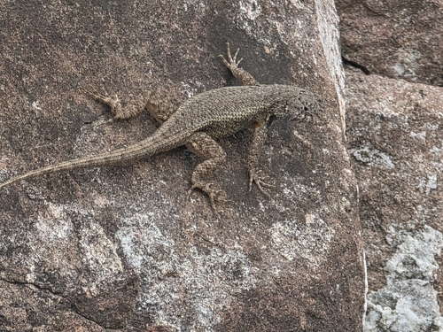 Nelson's Spiny Lizard, Sceloporus nelsoni