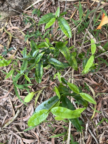 Alyxia stellata observed 2026-05-16