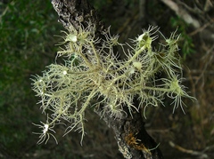 Usnea molliuscula