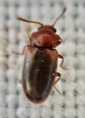 Cryptophagus scanicus
