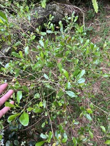 Dodonaea viscosa observed 2026-05-16