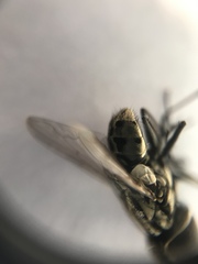 Graphomya maculata