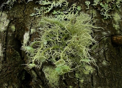 Usnea molliuscula