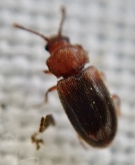 Cryptophagus scanicus