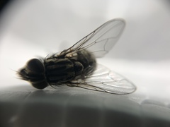 Graphomya maculata