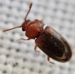 Cryptophagus scanicus