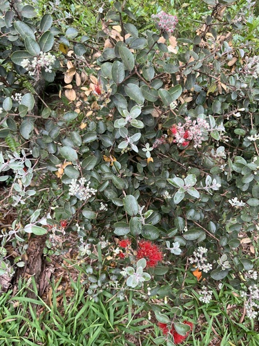 Metrosideros polymorpha observed 2026-05-16