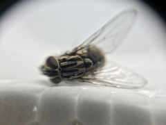 Graphomya maculata