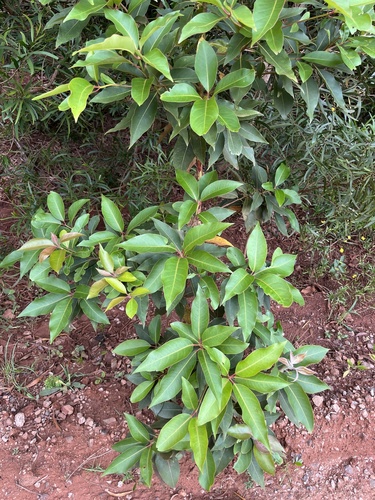 Lophostemon confertus observed 2026-05-16