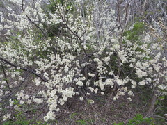 Prunus rivularis
