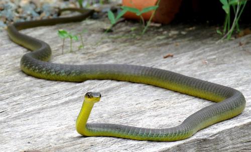 Common Tree Snake sighting
