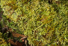 Lepidozia laevifolia