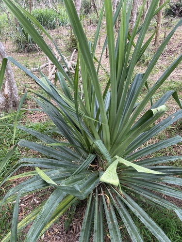 Pandanus tectorius observed 2026-05-16