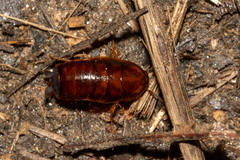 Parcoblatta pennsylvanica