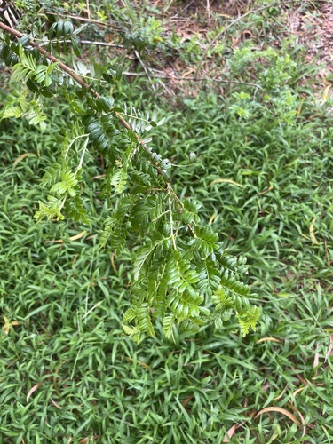 Osteomeles anthyllidifolia observed 2026-05-16