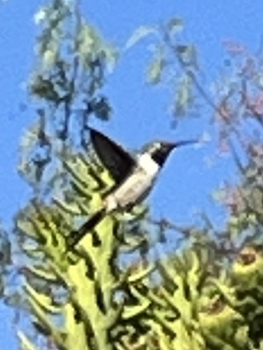 Oasis Hummingbird