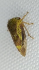 Ophiderma evelyna