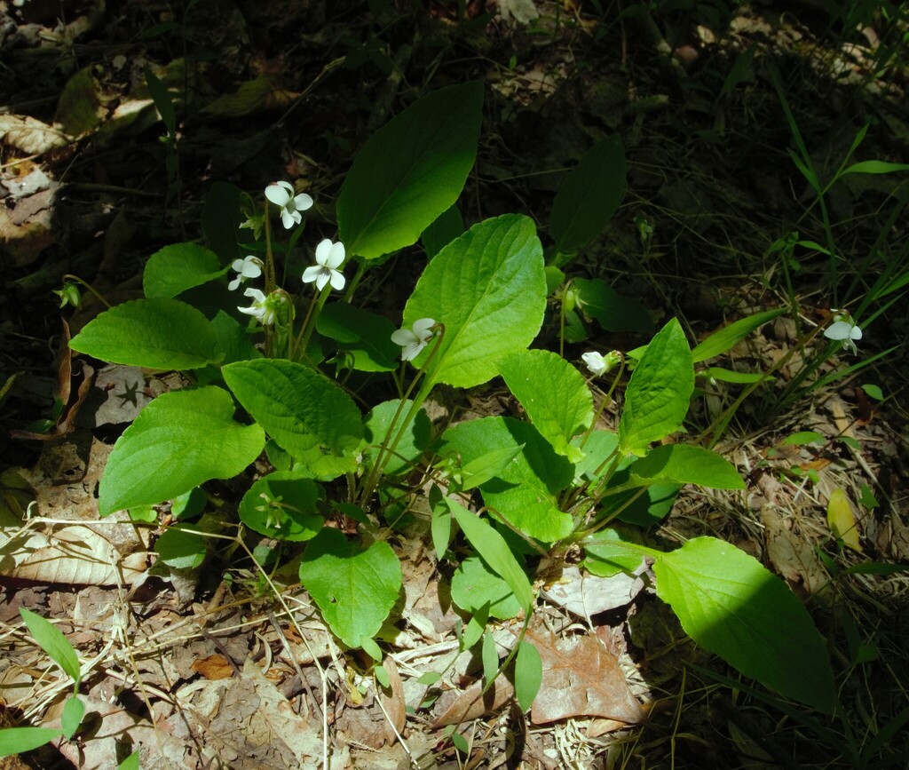 Viola primulifolia; photograph author not stated, no rights reserved