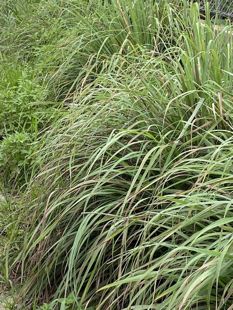 Serai wangi (Cymbopogon nardus)