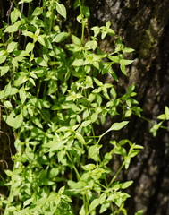 Galium gaudichaudii