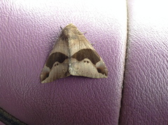 Bastilla solomonensis