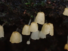 Calyptella