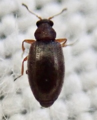 Corticariinae
